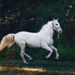 A majestic white horse gallops gracefully through a lush green landscape.